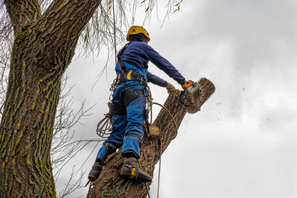 Best Tree Trimming and Pruning  in Gainesville, TX