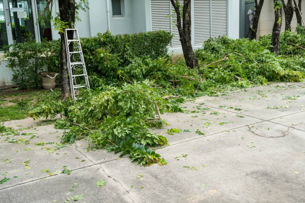 Reliable Gainesville, TX Tree Removal Solutions