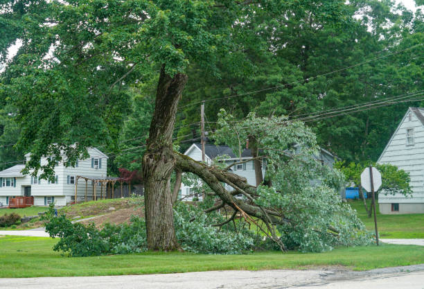 How Our Tree Care Process Works  in  Gainesville, TX