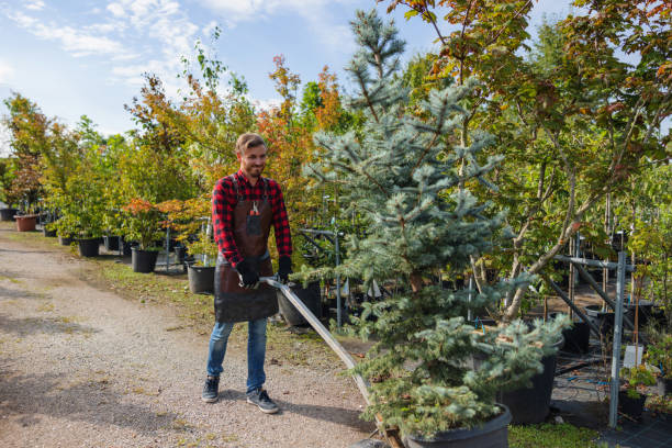 Best Fruit Tree Pruning  in Gainesville, TX