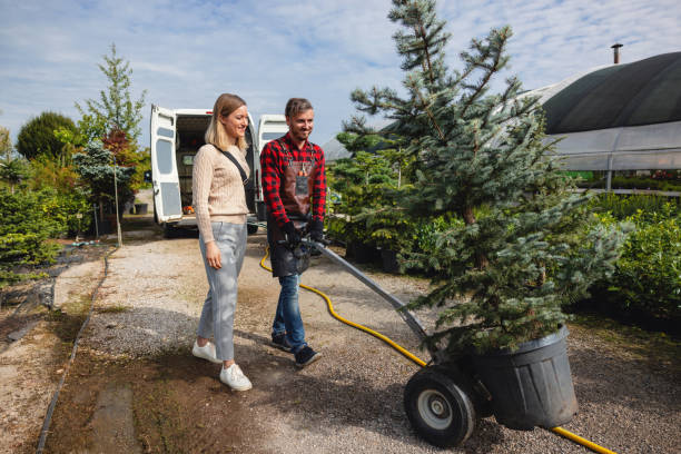 Tree Removal