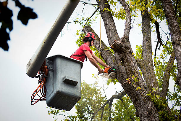 Best Hedge Trimming  in Gainesville, TX